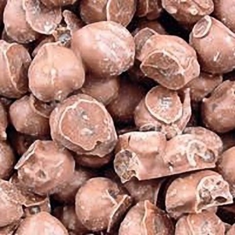 Chewing Nuts Chewing nuts