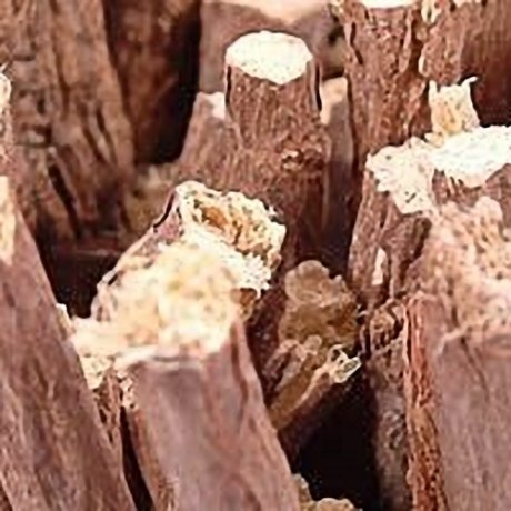 Liquorice Wood (AKA Liquorice Root) Liquorice Wood